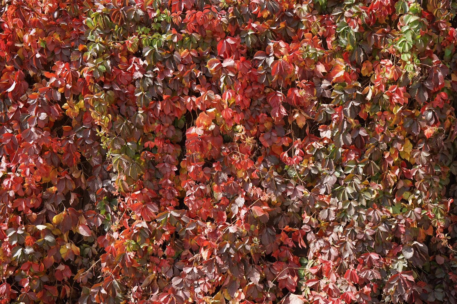 Sony a7 + Sony Vario Tessar T* FE 24-70mm F4 ZA OSS sample photo. Zhangye, beautiful golden autumn photography
