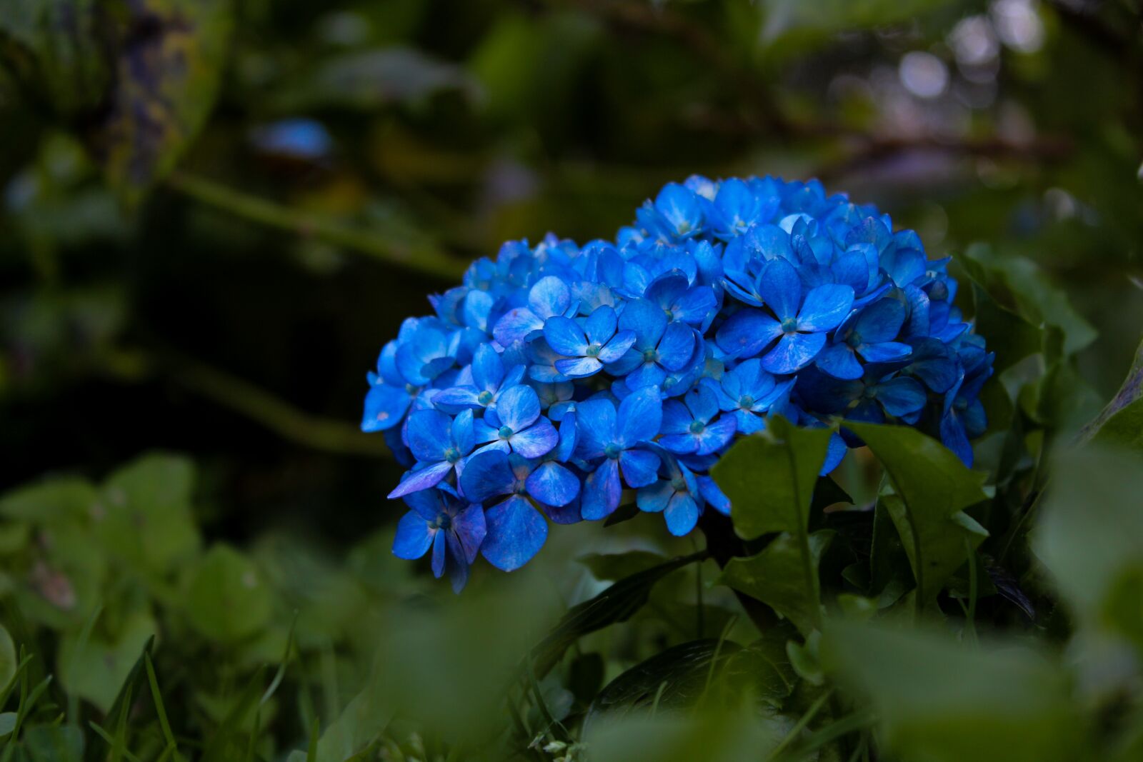 Canon EOS 1300D (EOS Rebel T6 / EOS Kiss X80) sample photo. Nature, plant, flower photography