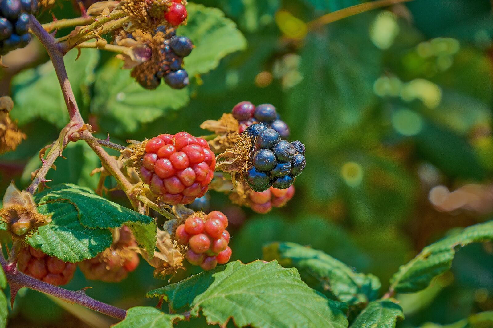 Nikon D7200 sample photo. Blackberries, zarza, wild photography
