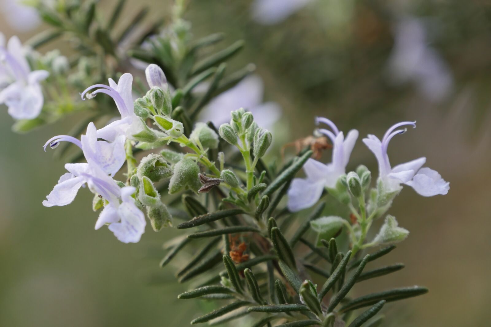 Panasonic Lumix DMC-GH4 sample photo. Rosemary, flowers, hub photography
