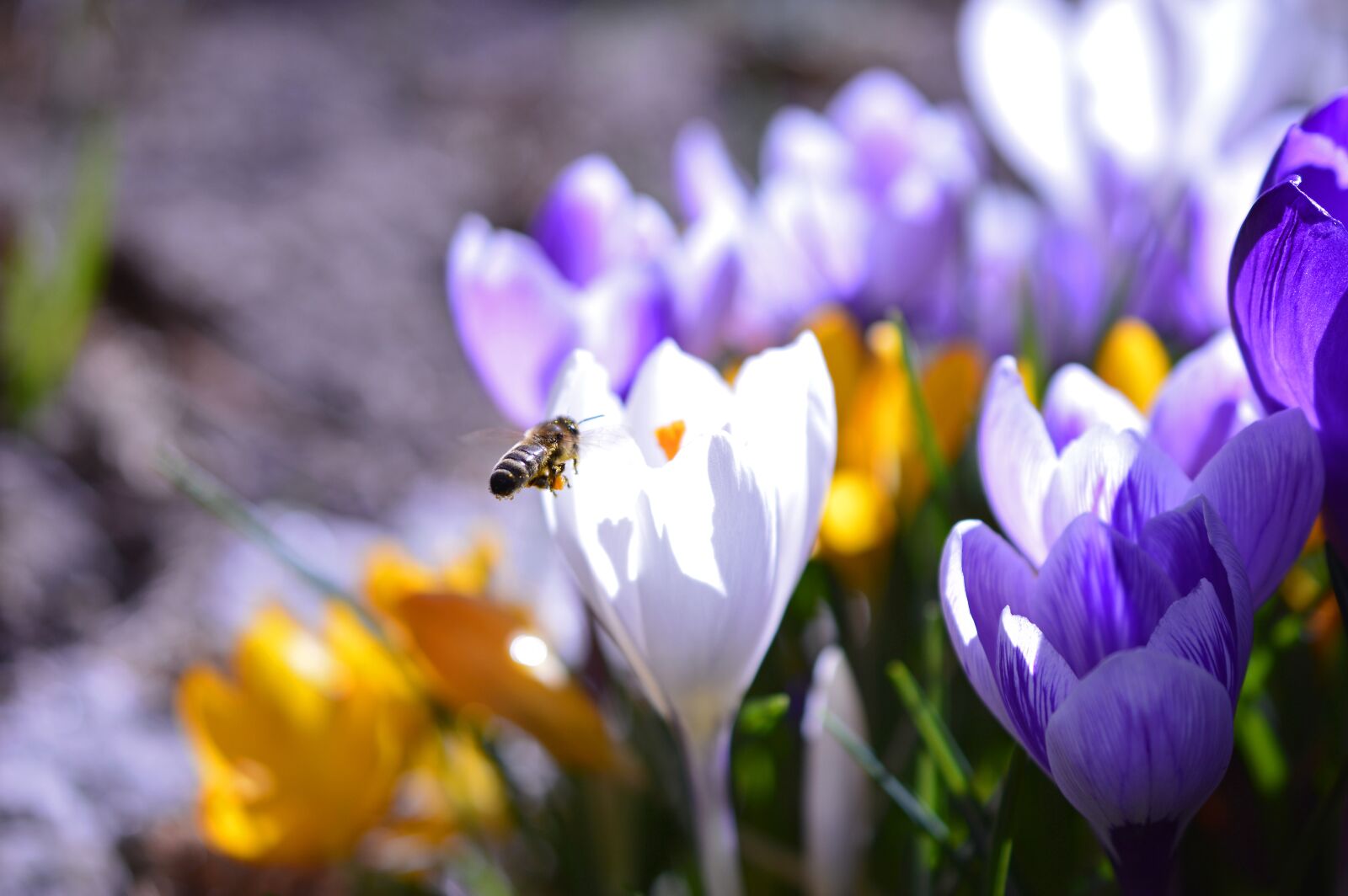 Nikon D3200 sample photo. Bee, honey bee, anthophila photography