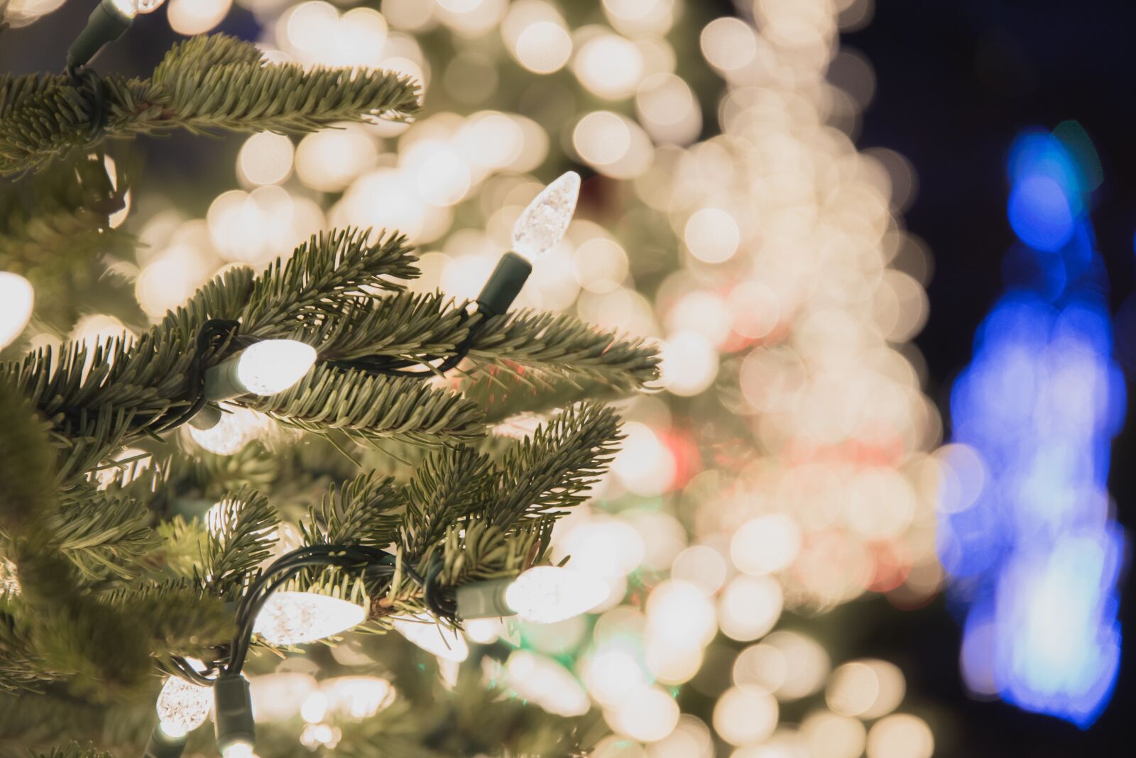 Nikon D810 sample photo. Christmas, lights, tree photography
