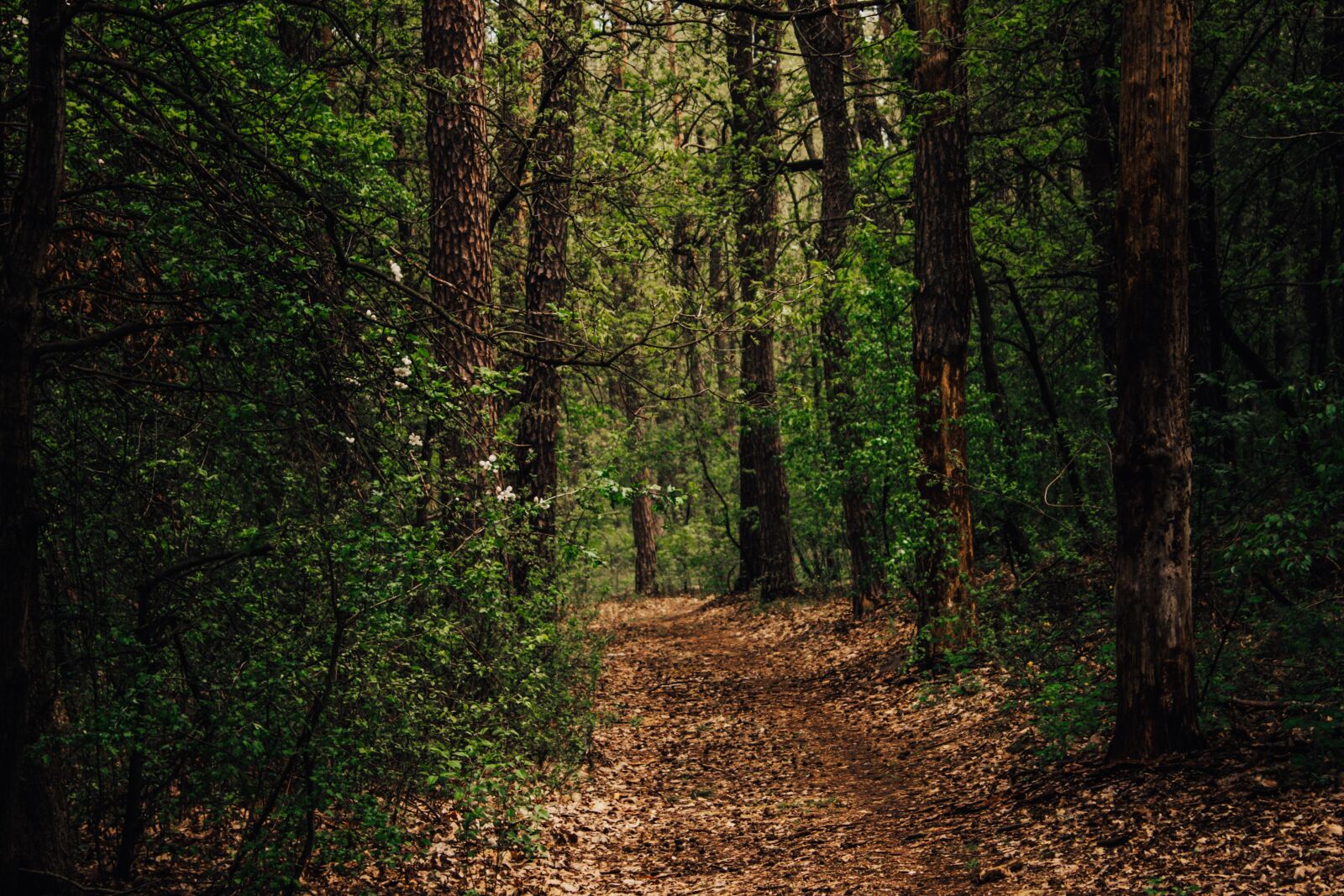 Canon EOS 1100D (EOS Rebel T3 / EOS Kiss X50) sample photo. Forest, background, green photography