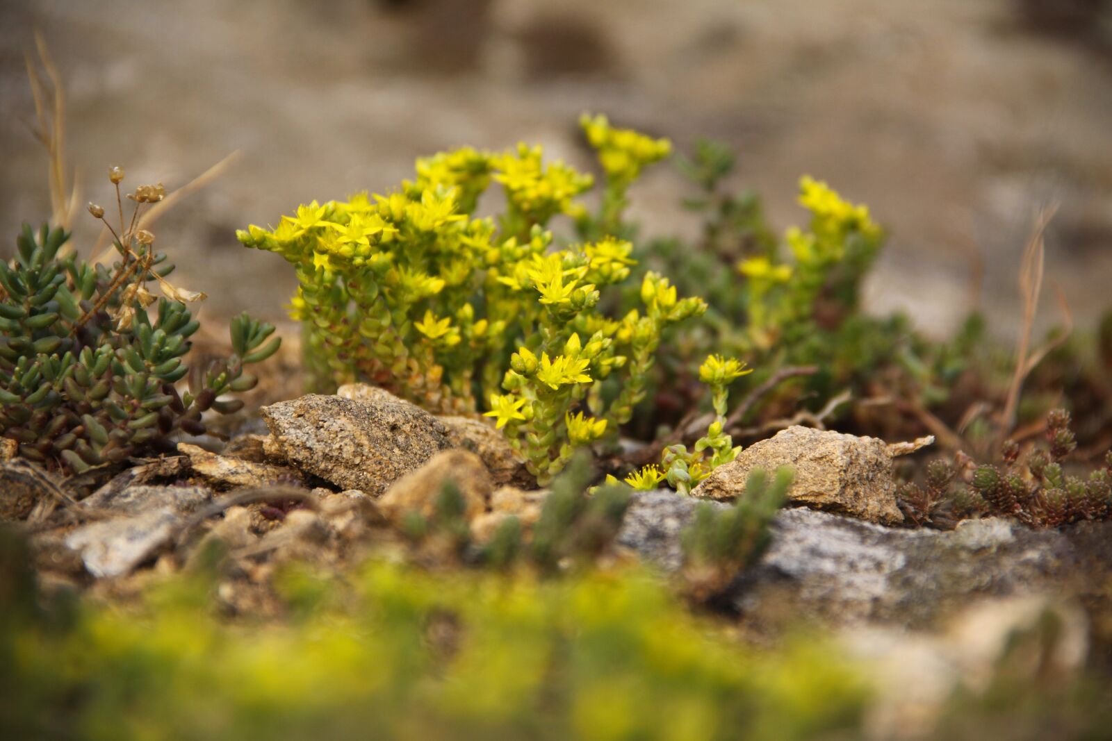 Canon EOS 50D sample photo. Sedum, yellow, plant photography