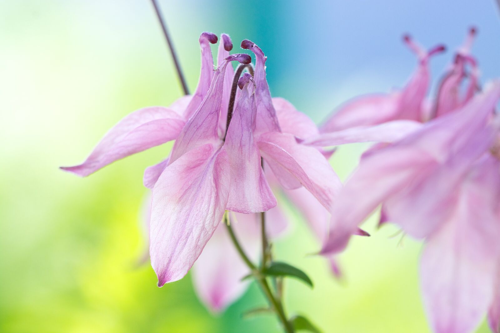 Nikon D7100 sample photo. Columbine, pink, pink columbine photography