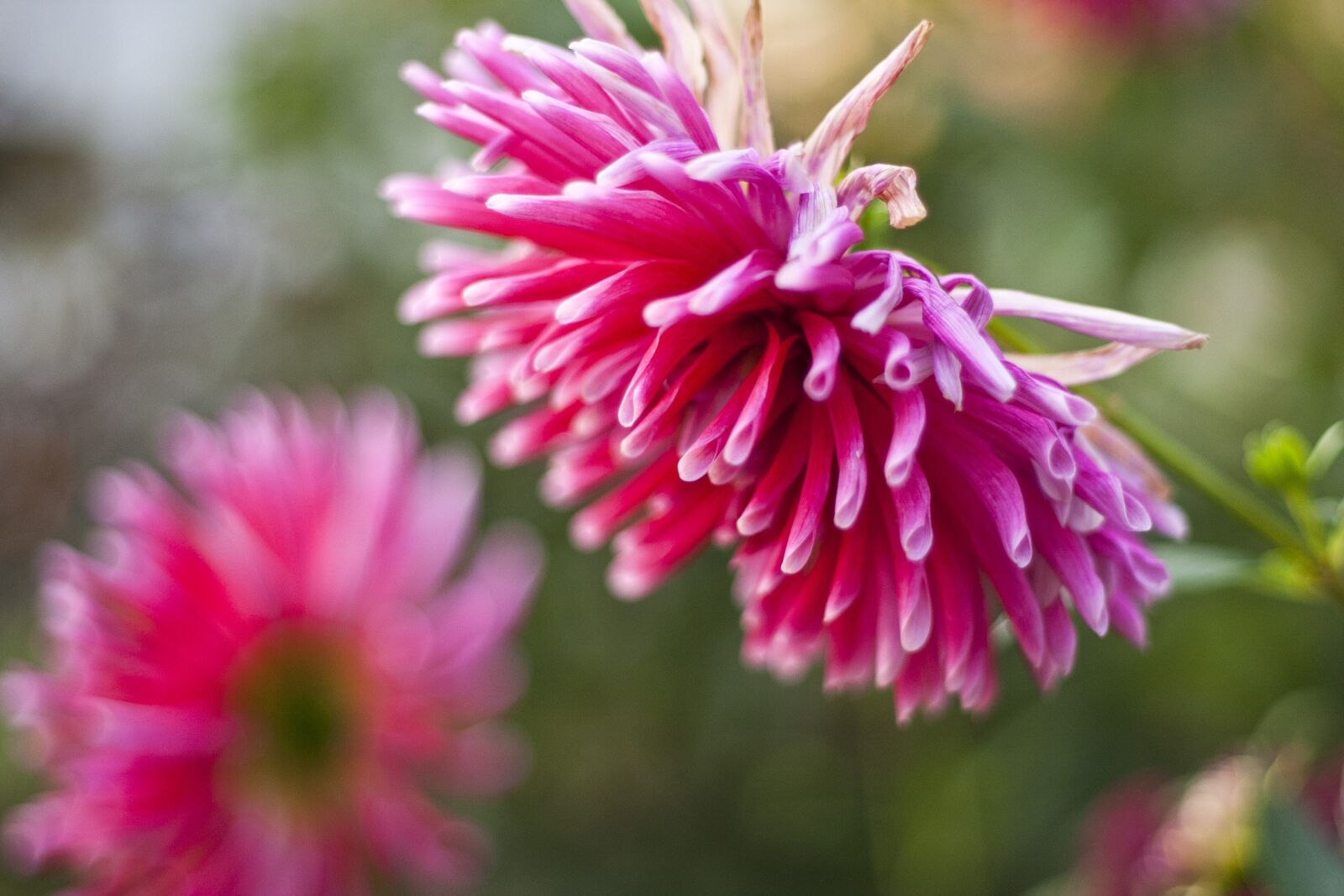 Canon EOS 350D (EOS Digital Rebel XT / EOS Kiss Digital N) sample photo. Dahlia, flower, pink photography