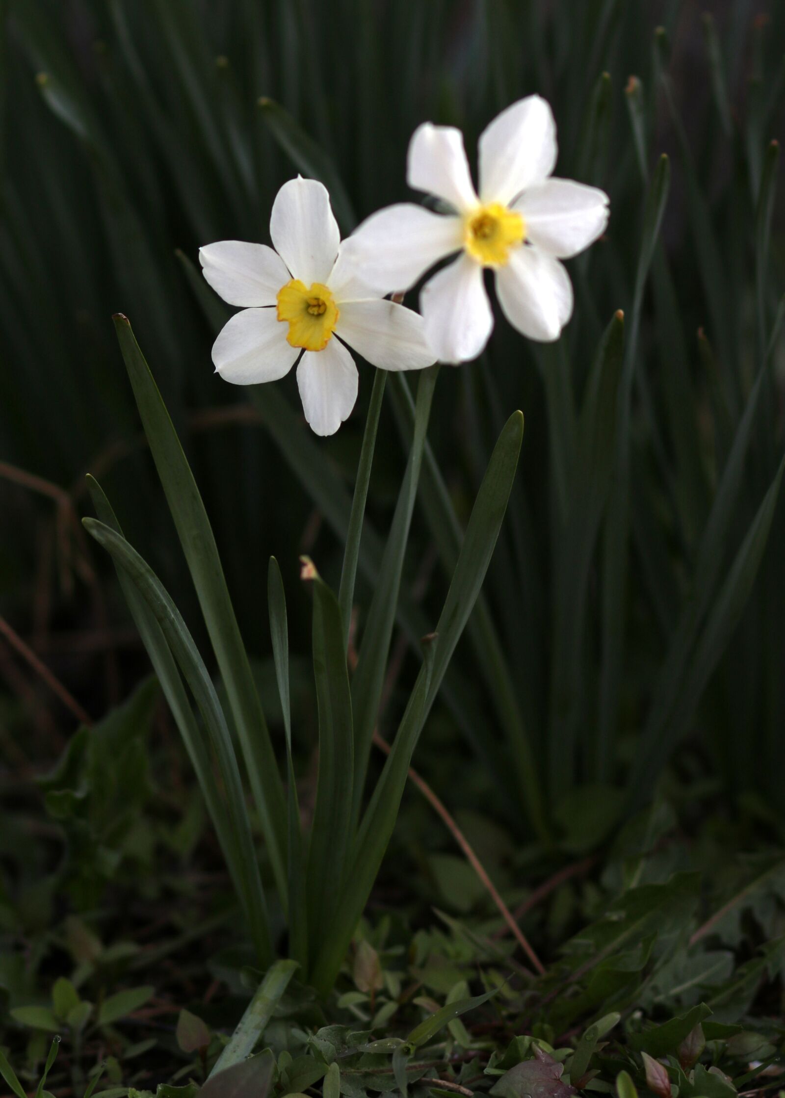 Canon EF 85mm F1.8 USM sample photo. Daffodil, white, flower photography