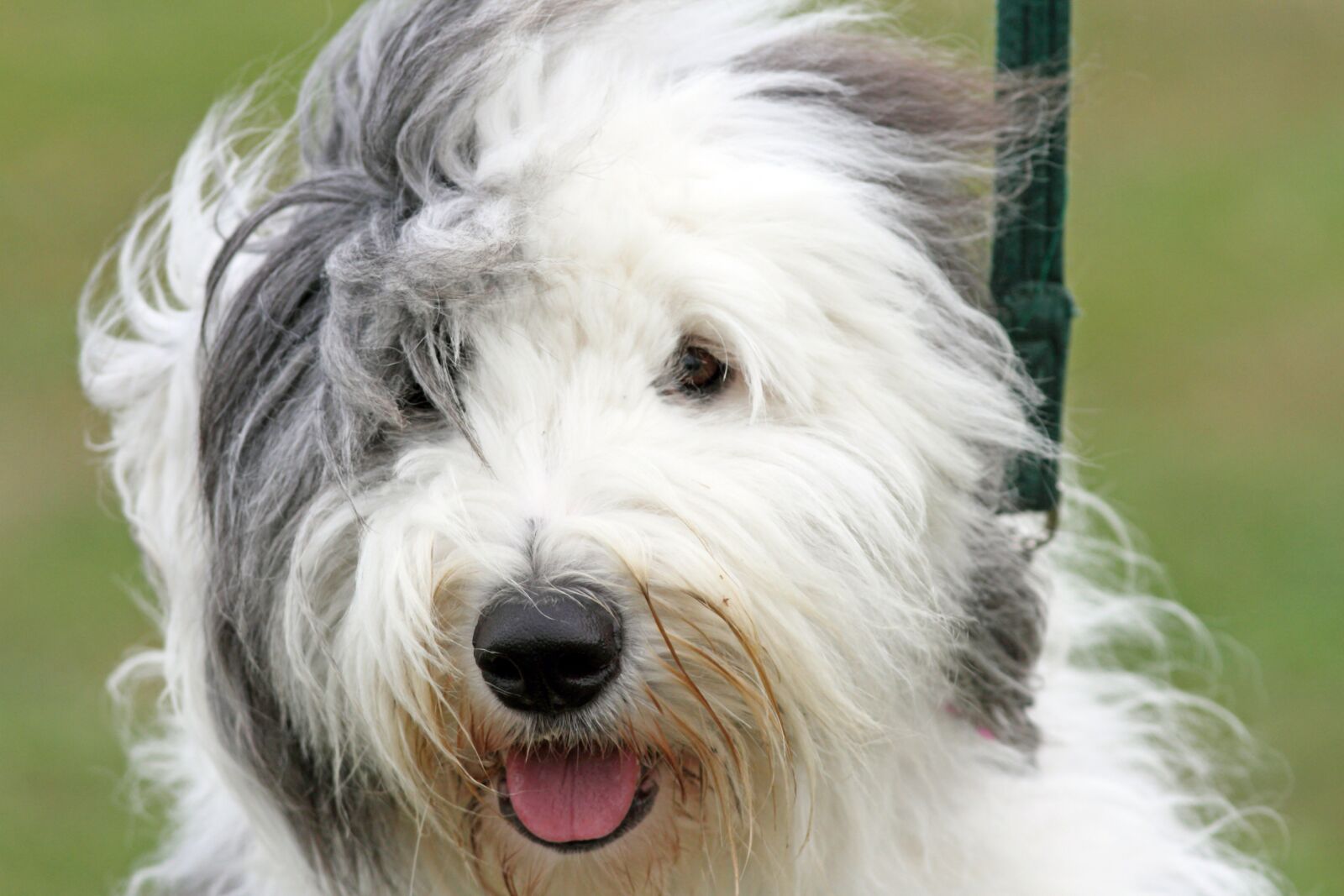 Canon EOS 7D sample photo. Alert, dog, hairy photography