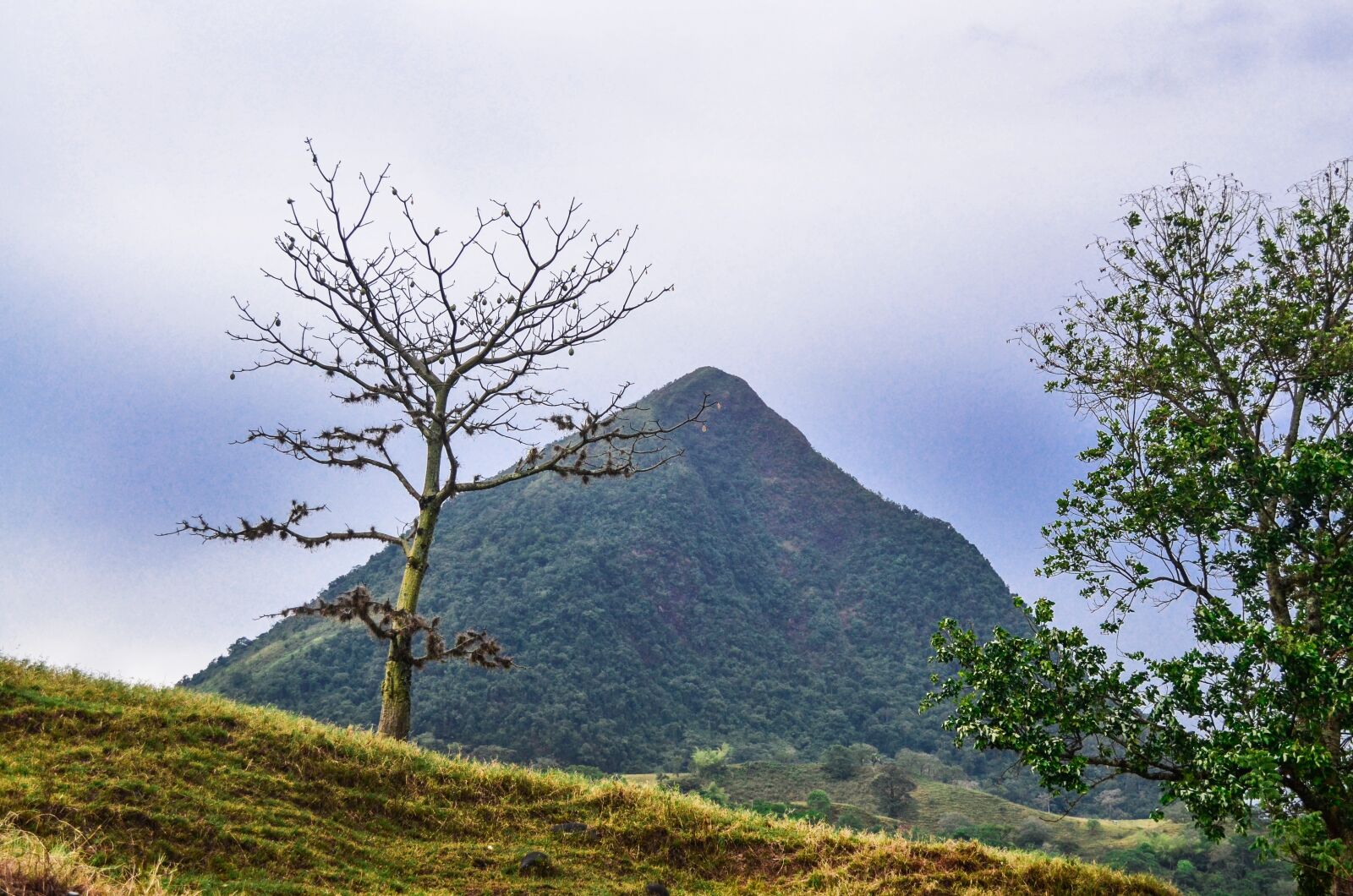 Nikon D5100 sample photo. Tree, pyramid, field photography