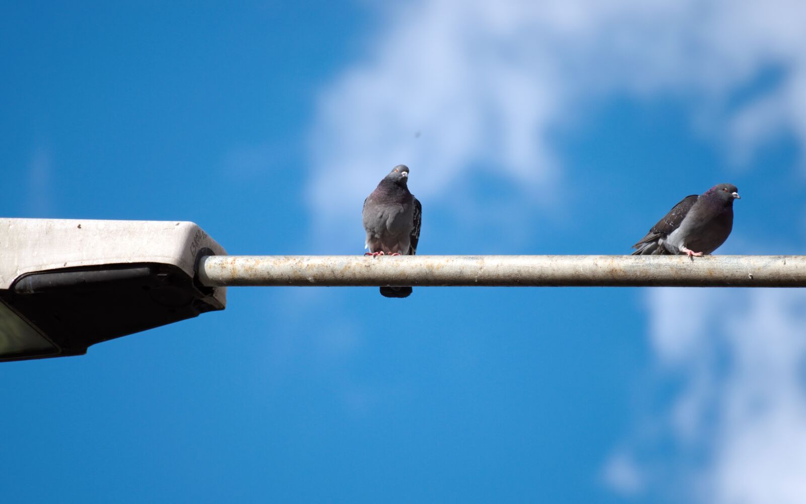 Nikon D5300 sample photo. Pigeons, birds, plumage photography
