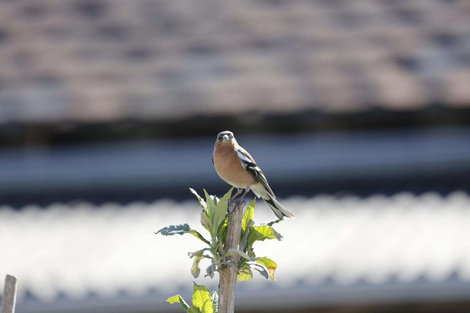Canon EF 100-400mm F4.5-5.6L IS USM sample photo. Chaffinch, bird, wild animal photography
