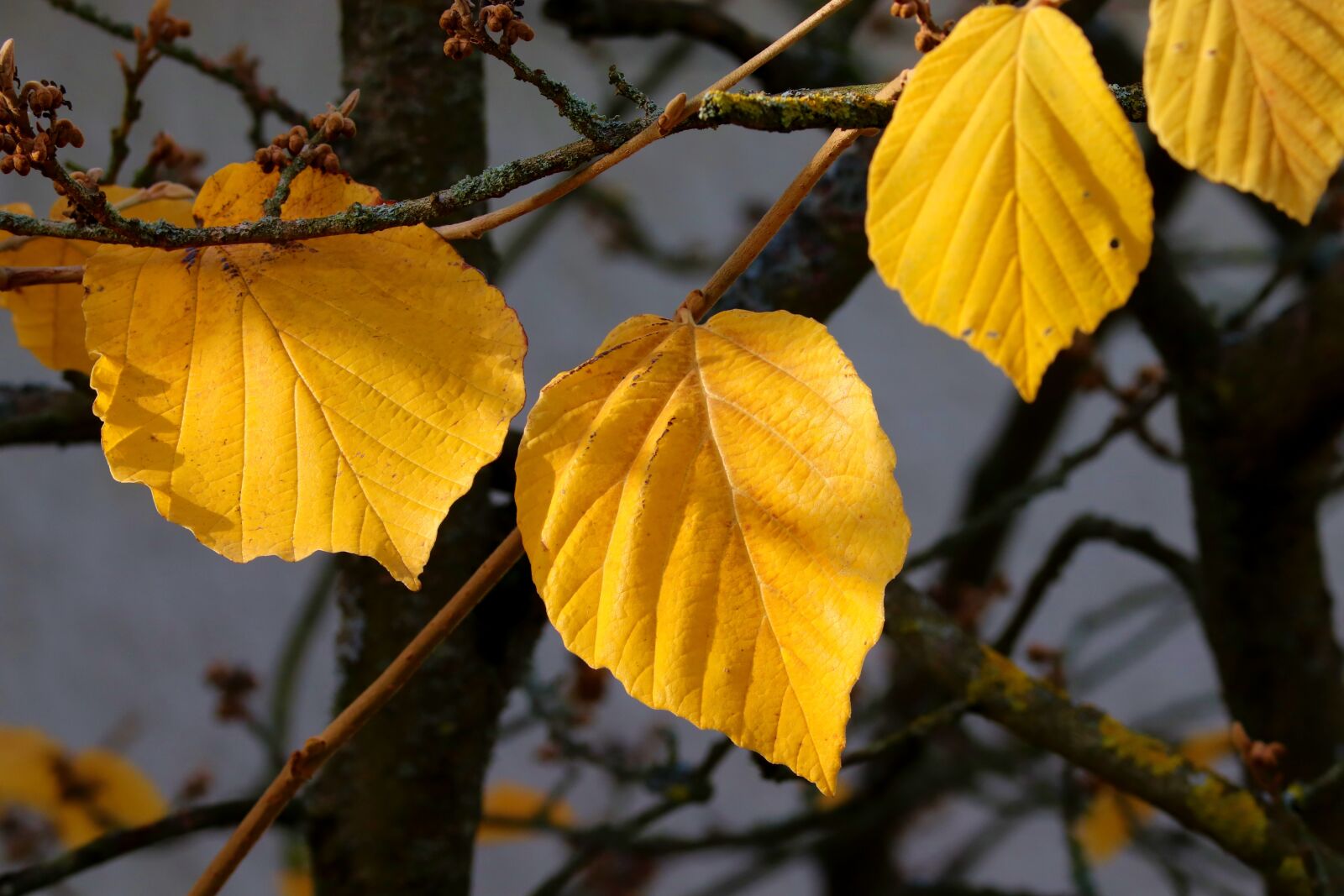 Canon EOS 200D (EOS Rebel SL2 / EOS Kiss X9) sample photo. Leaves, yellow, witch hazel photography