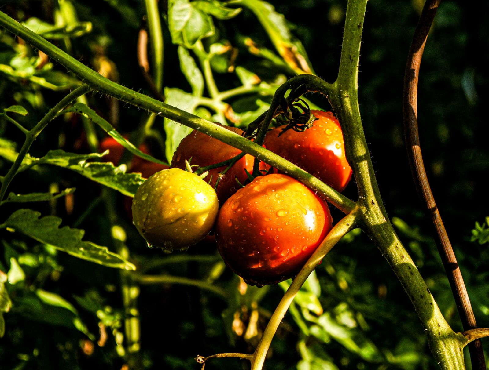 Sony Alpha NEX-3 + Tamron 18-200mm F3.5-6.3 Di III VC sample photo. Tomato, tomatoes, vegetable garden photography