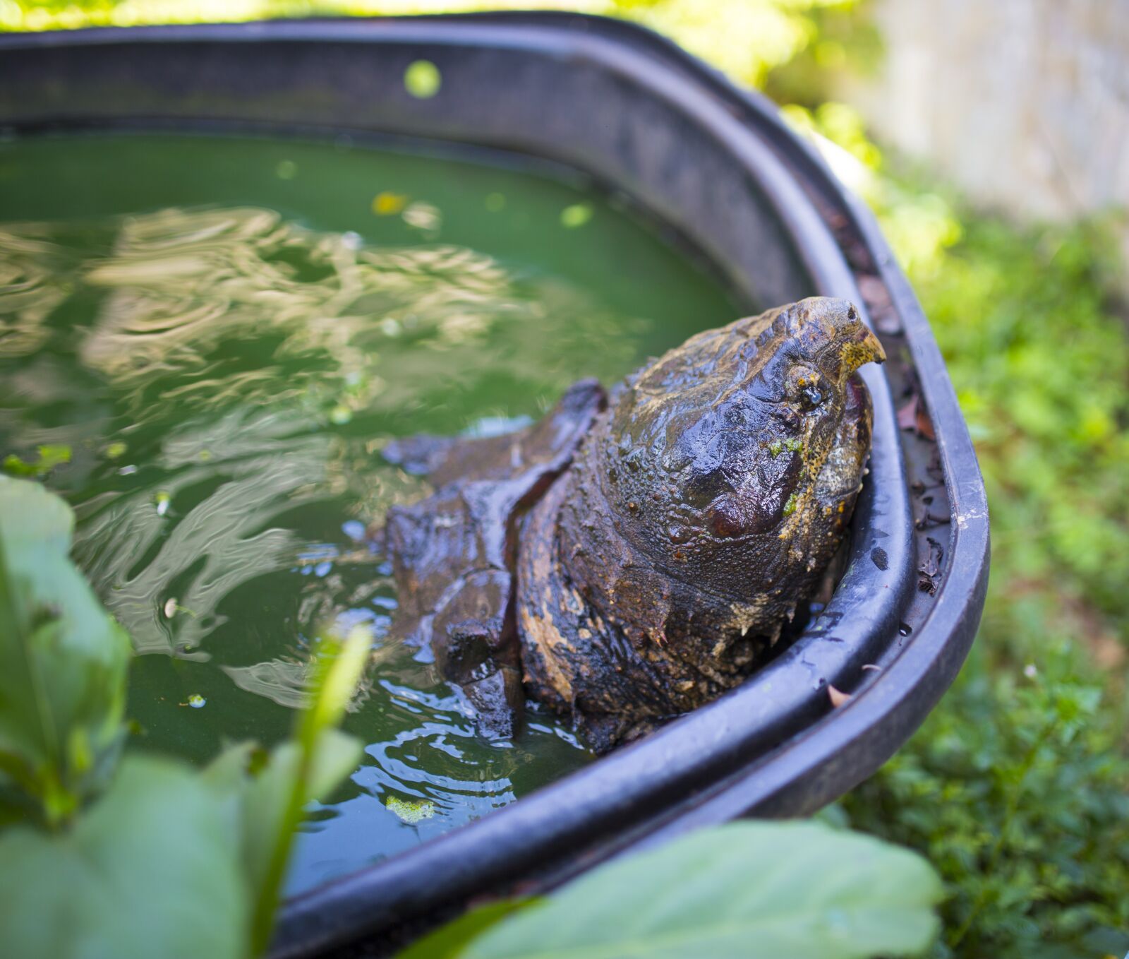 Canon EOS 6D sample photo. Tropical, farm, giant turtle photography