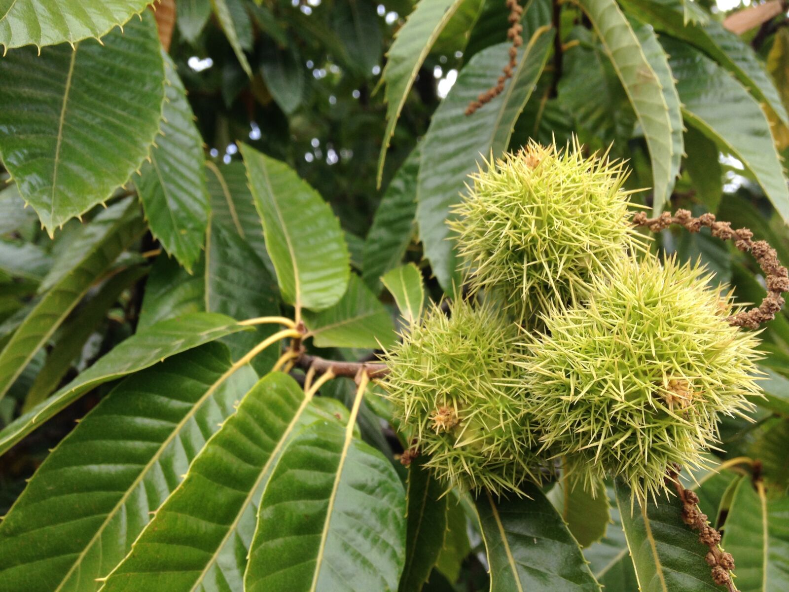 iPhone 5c back camera 4.12mm f/2.4 sample photo. Chestnuts, field, leaves photography