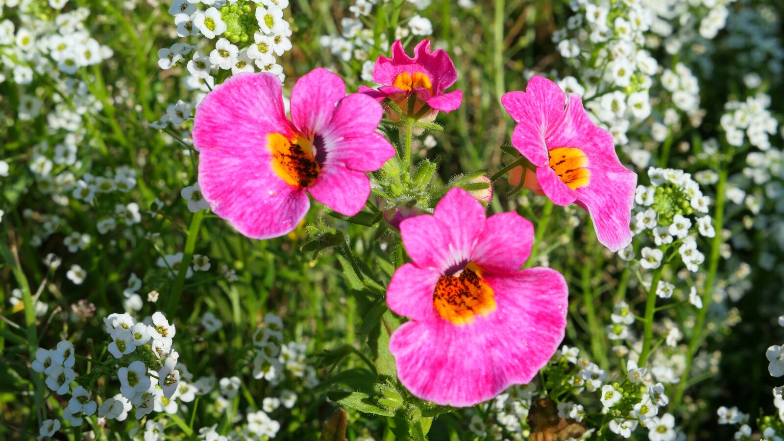 Panasonic Lumix DMC-LX10 (Lumix DMC-LX15) sample photo. Flower, pink, summer photography