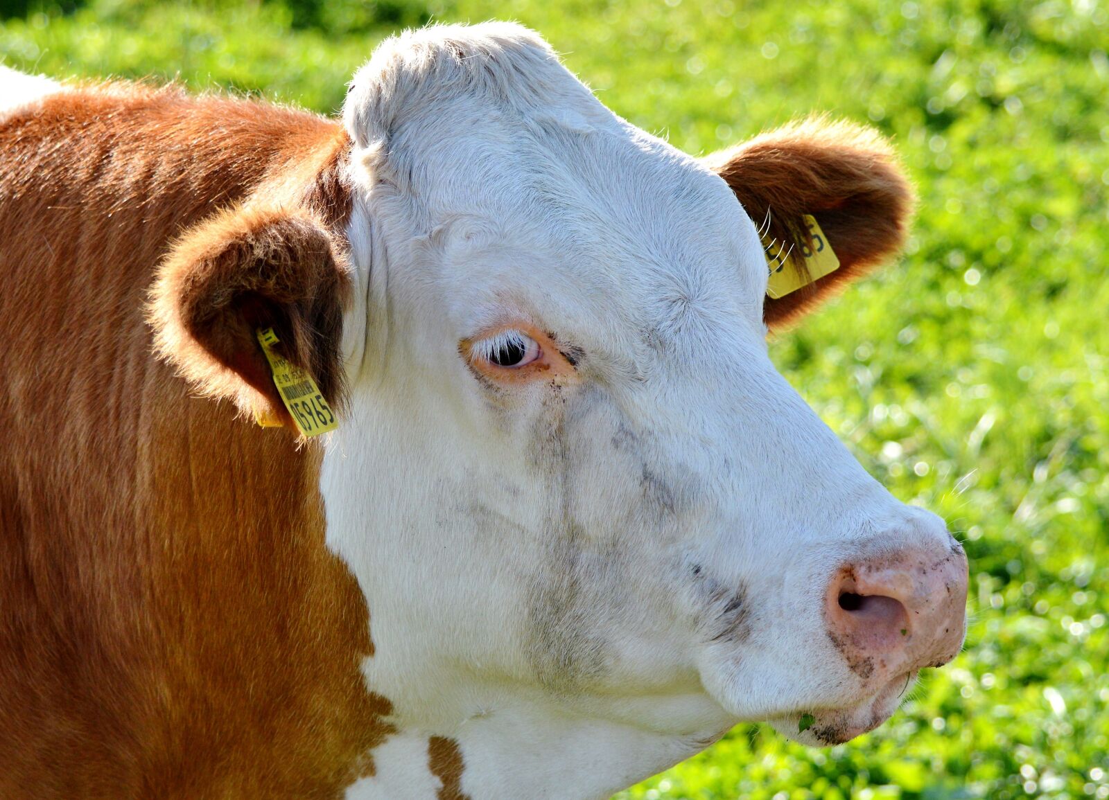 Nikon D3200 sample photo. Cow, beef, ruminant photography