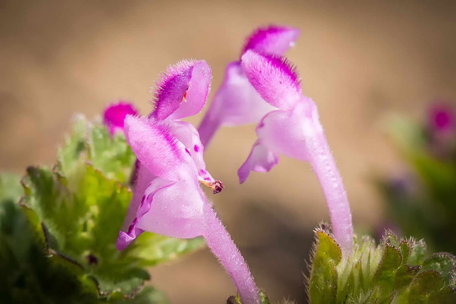 Nikon D7200 sample photo. Macro, blossom, bloom photography