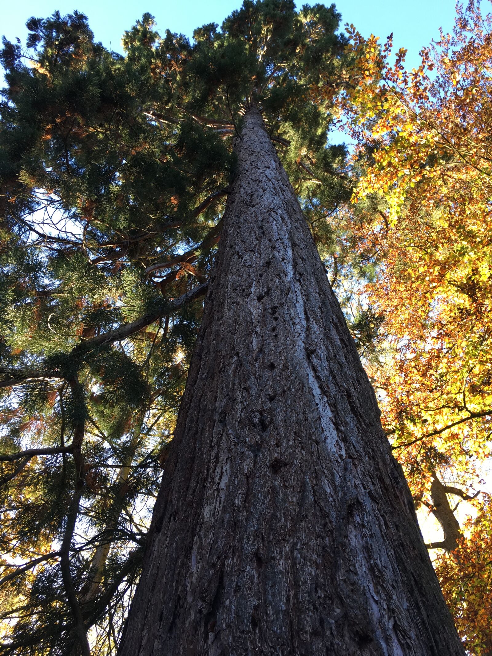Apple iPhone 6s sample photo. Tree, escape, sun photography