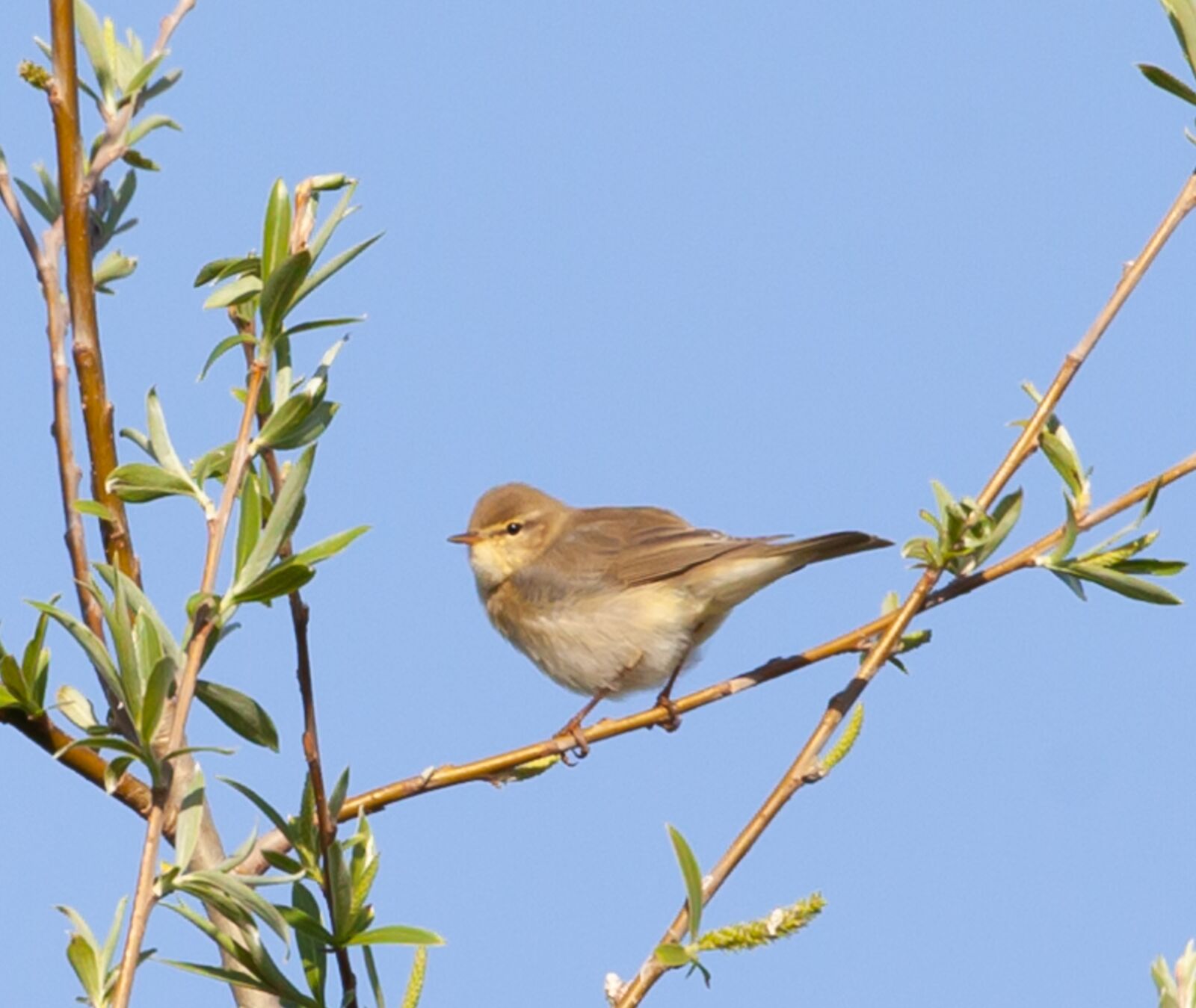 Canon EOS 5D Mark II sample photo. Willow warbler, phylloscopus trochilus photography