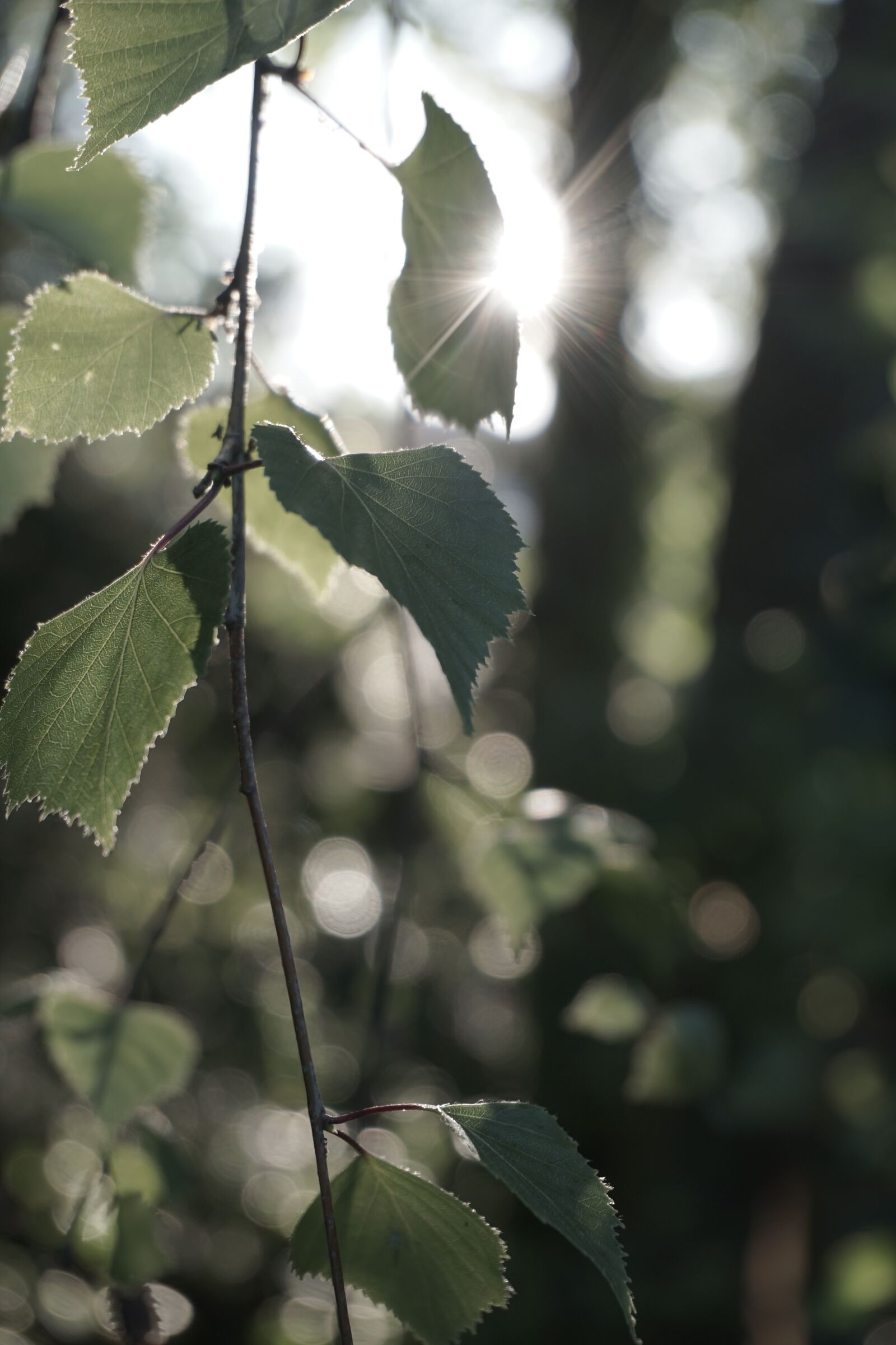 Sony a6000 sample photo. Sun, rays, sunrise photography