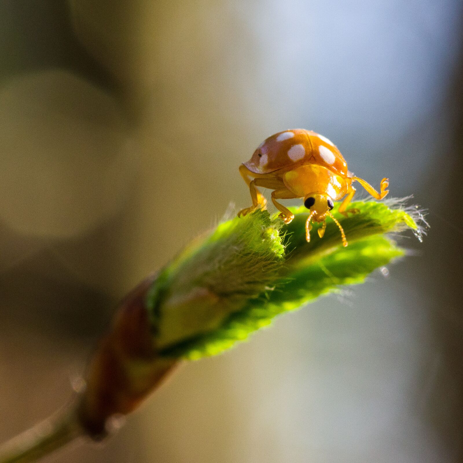 Pentax K-70 + Tamron SP AF 90mm F2.8 Di Macro sample photo. Insect, nature, animal world photography