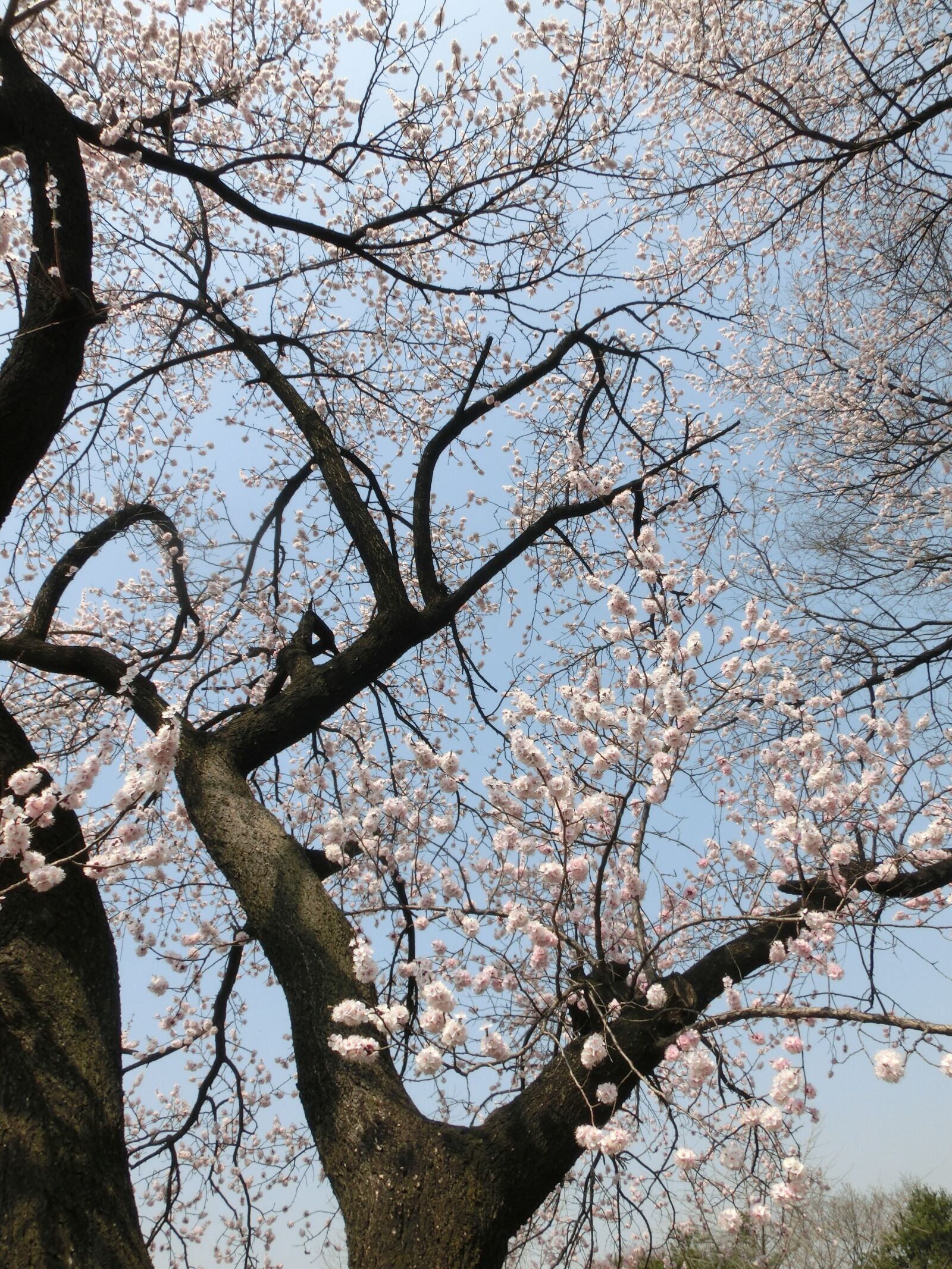 CASIO EX-ZR1000 sample photo. Cherry blossoms, background, flowers photography