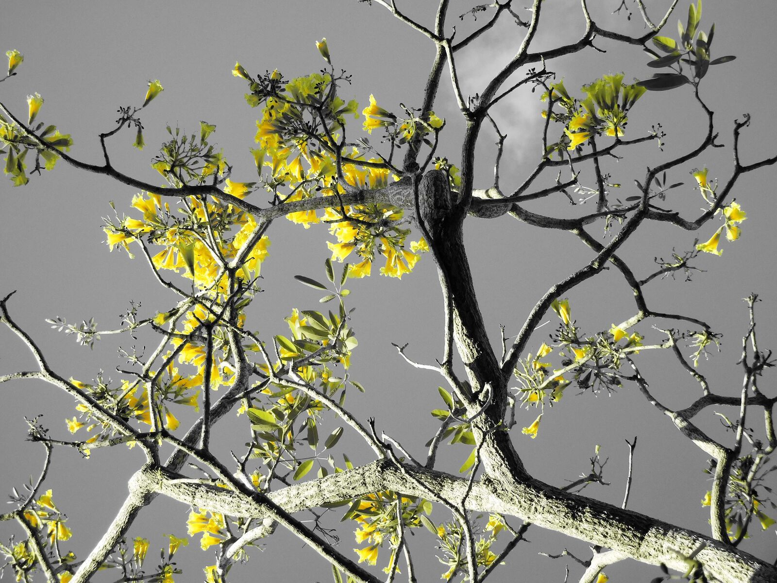 Nikon Coolpix S7000 sample photo. Trees, tree branches, nature photography