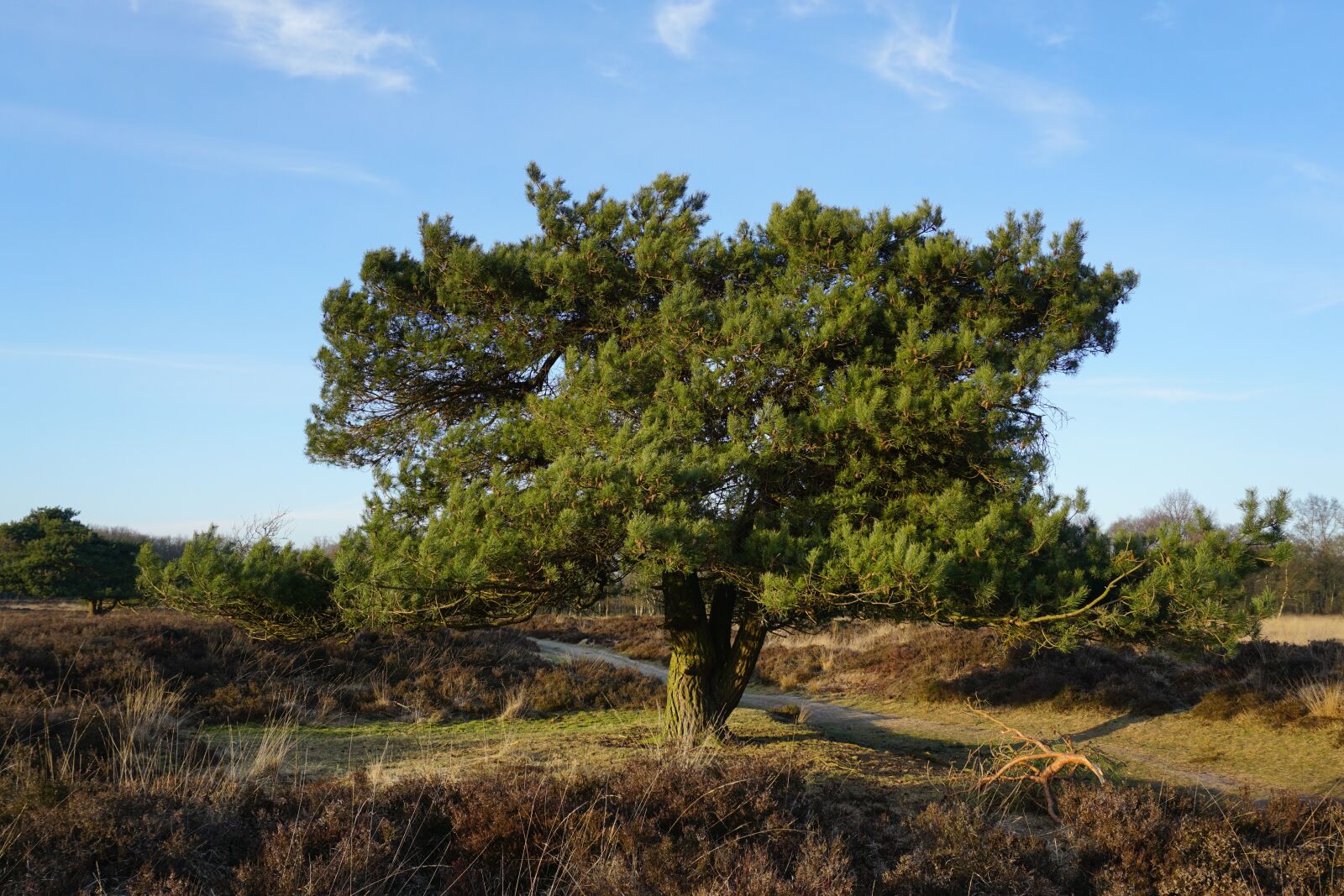 Sony E 16-50mm F3.5-5.6 PZ OSS sample photo. Landscape, nature, tree photography