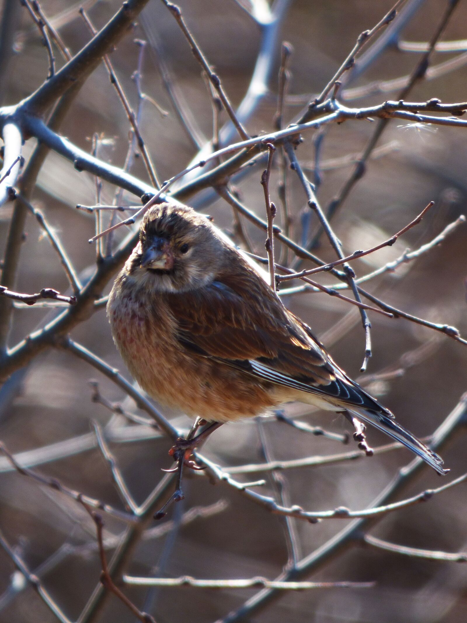 Panasonic Lumix DMC-FZ70 sample photo. Sparrow, winter, branch photography