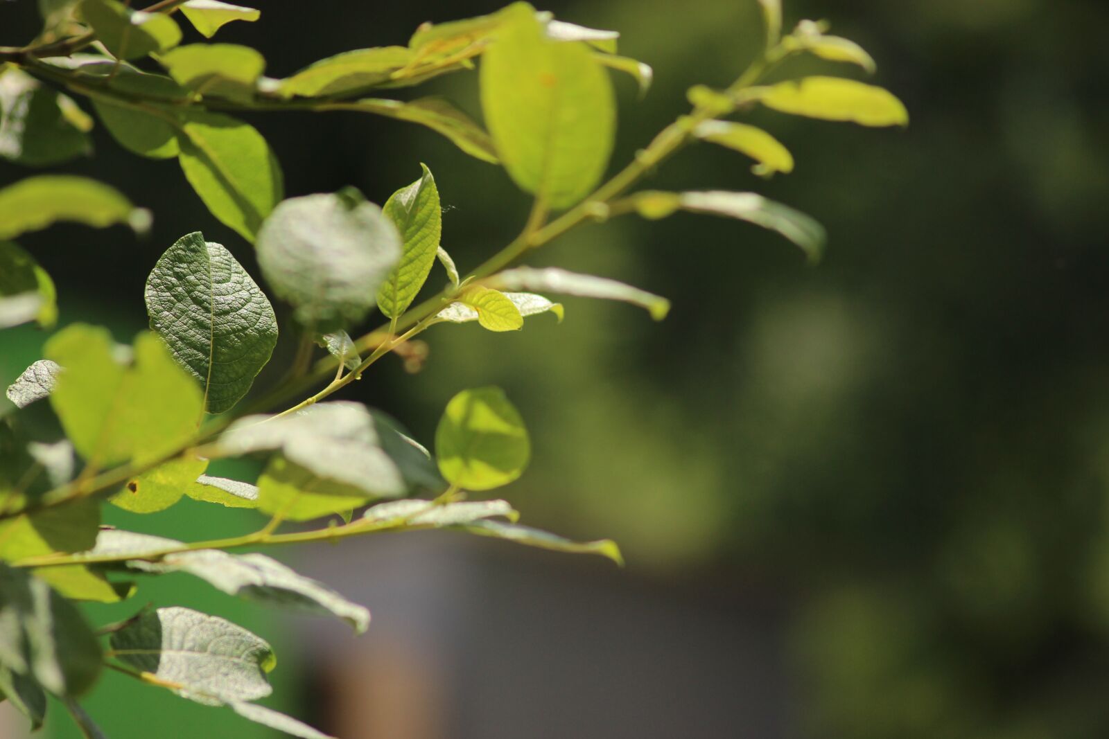Canon EOS 600D (Rebel EOS T3i / EOS Kiss X5) sample photo. Tree, branch, leaf photography