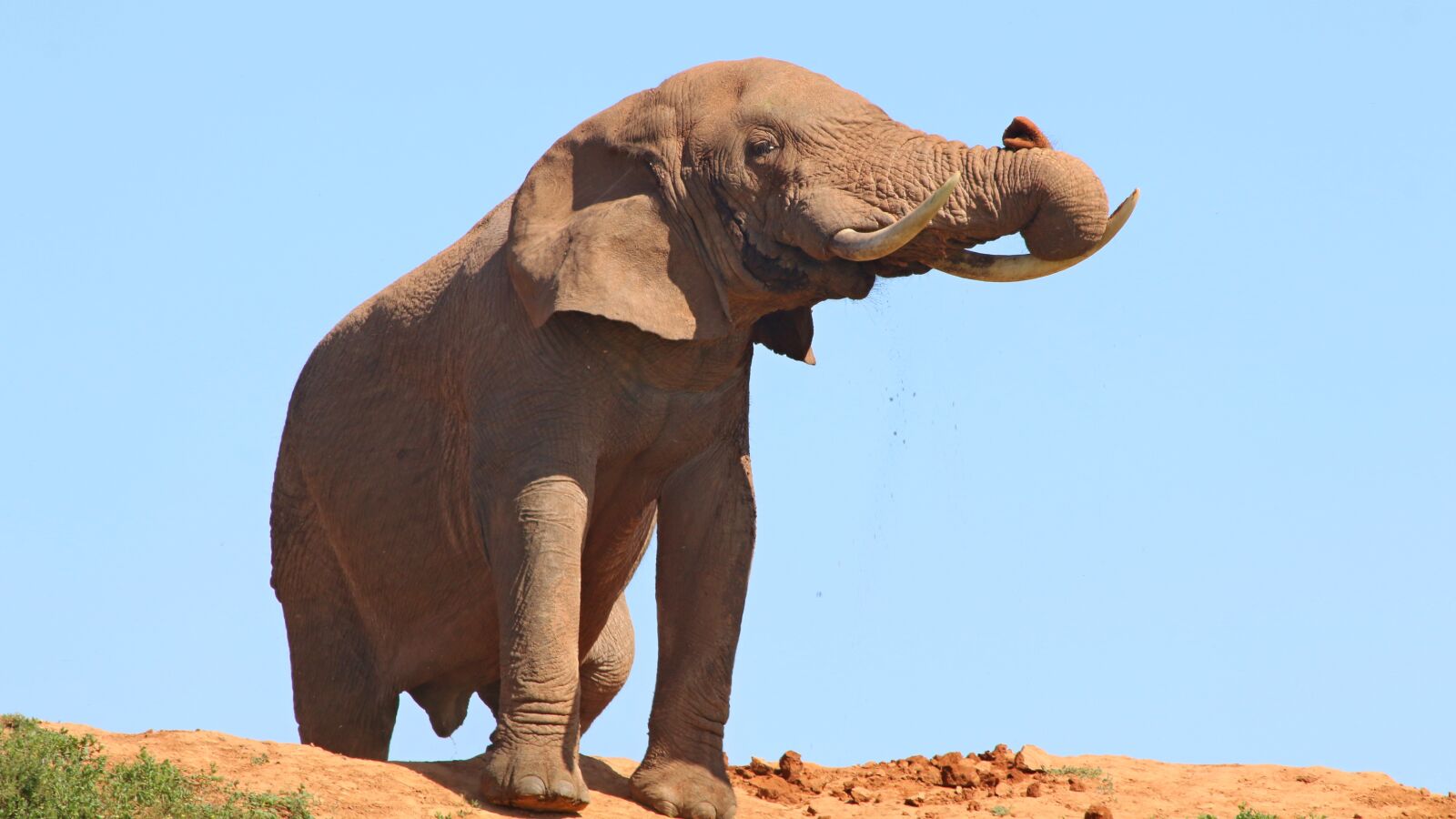 Canon EOS 70D sample photo. South africa, elephant, reserve photography