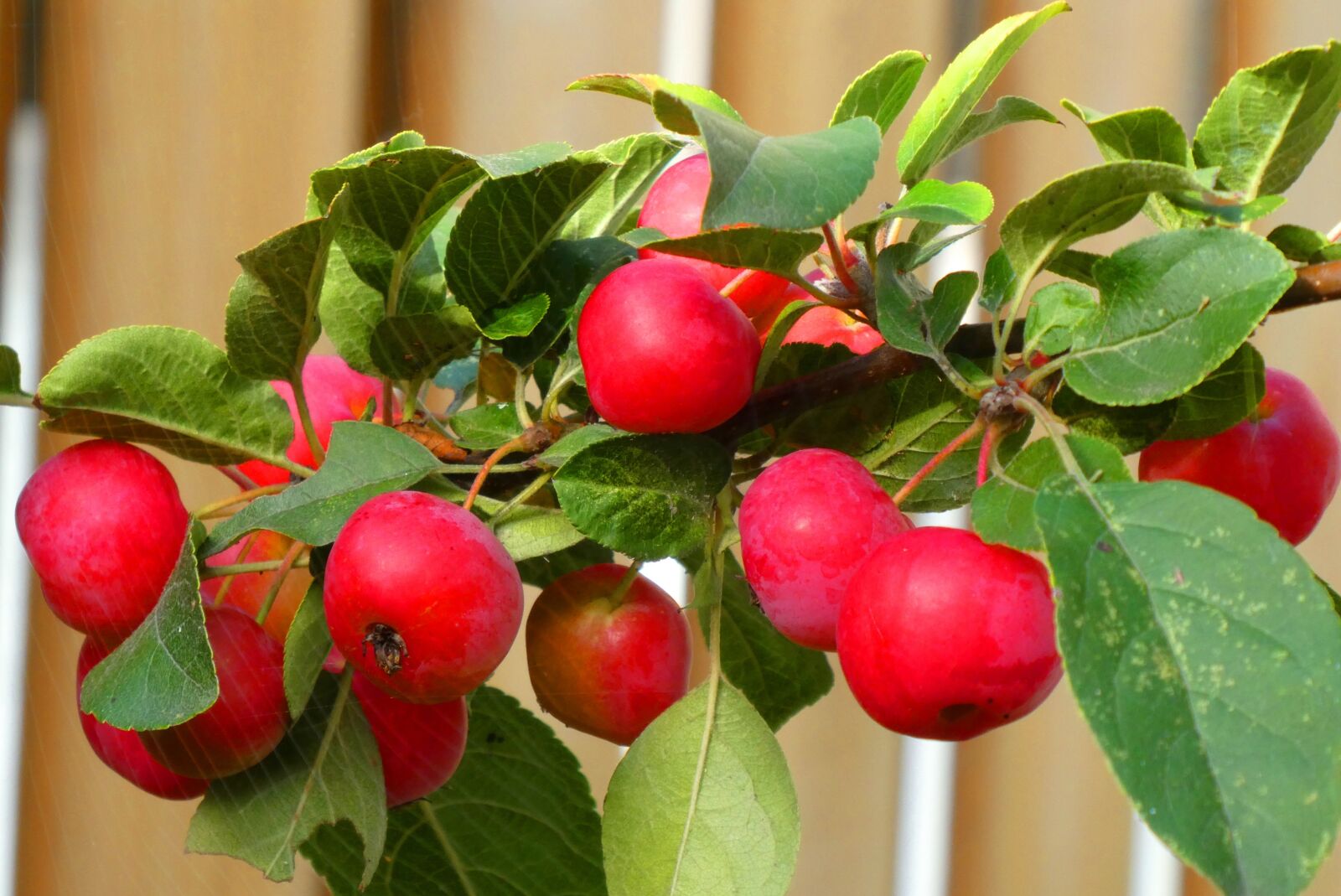 Panasonic Lumix DC-ZS70 (Lumix DC-TZ90) sample photo. Ornamental apples, autumn, red photography