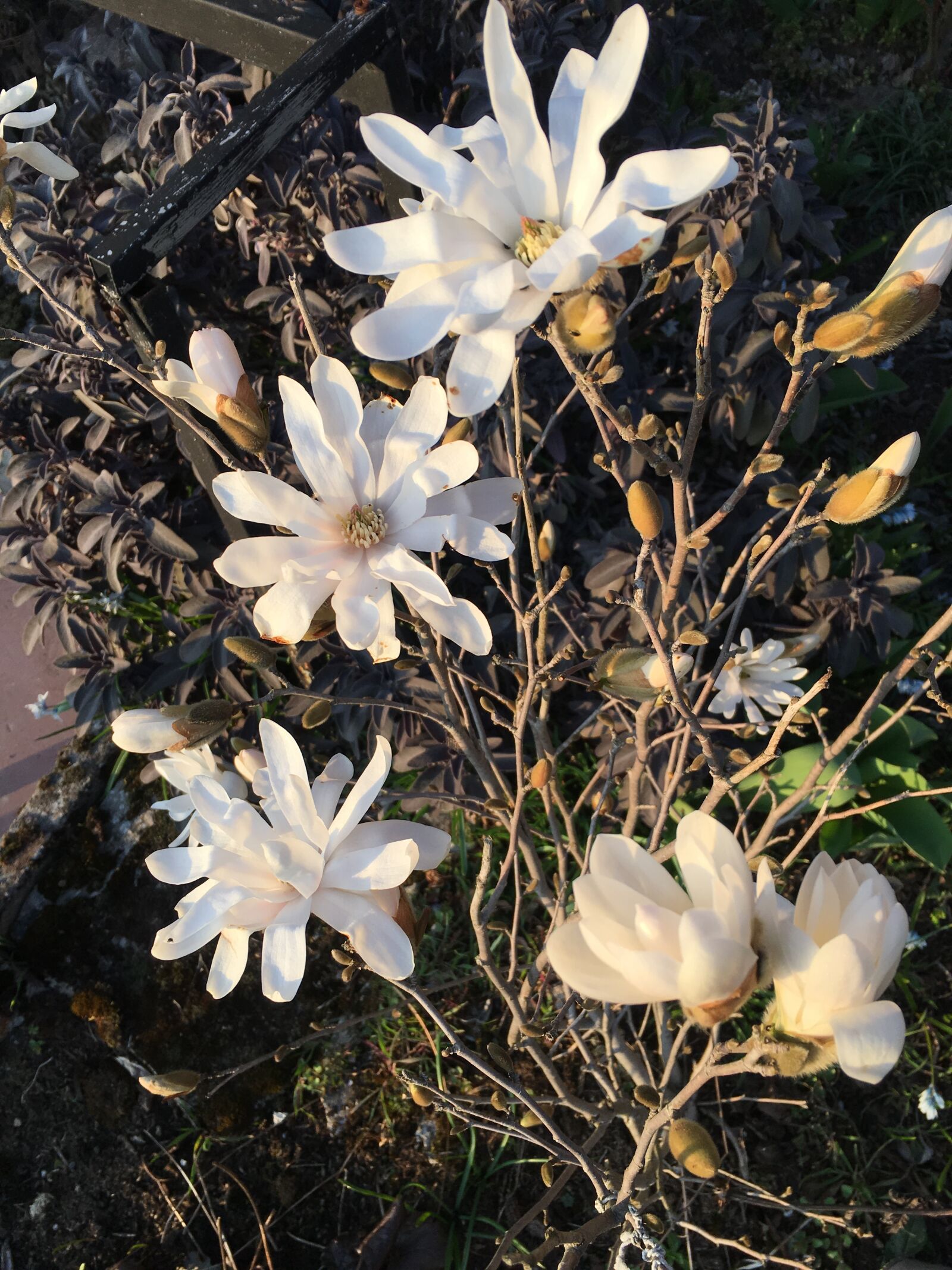 Apple iPhone 6s sample photo. Star magnolia, garden, spring photography