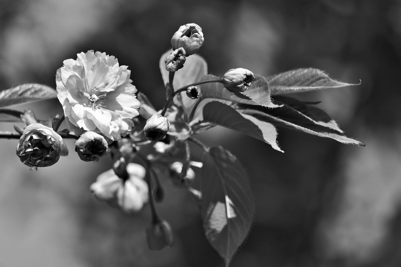 Canon EOS 80D + Canon EF-S 55-250mm F4-5.6 IS STM sample photo. Flower, buds, spring photography