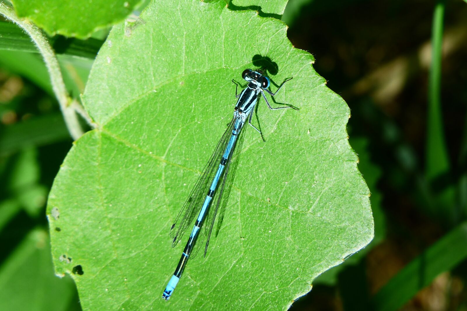 Panasonic Lumix DMC-FZ200 sample photo. Animals, invertebrates, insect photography