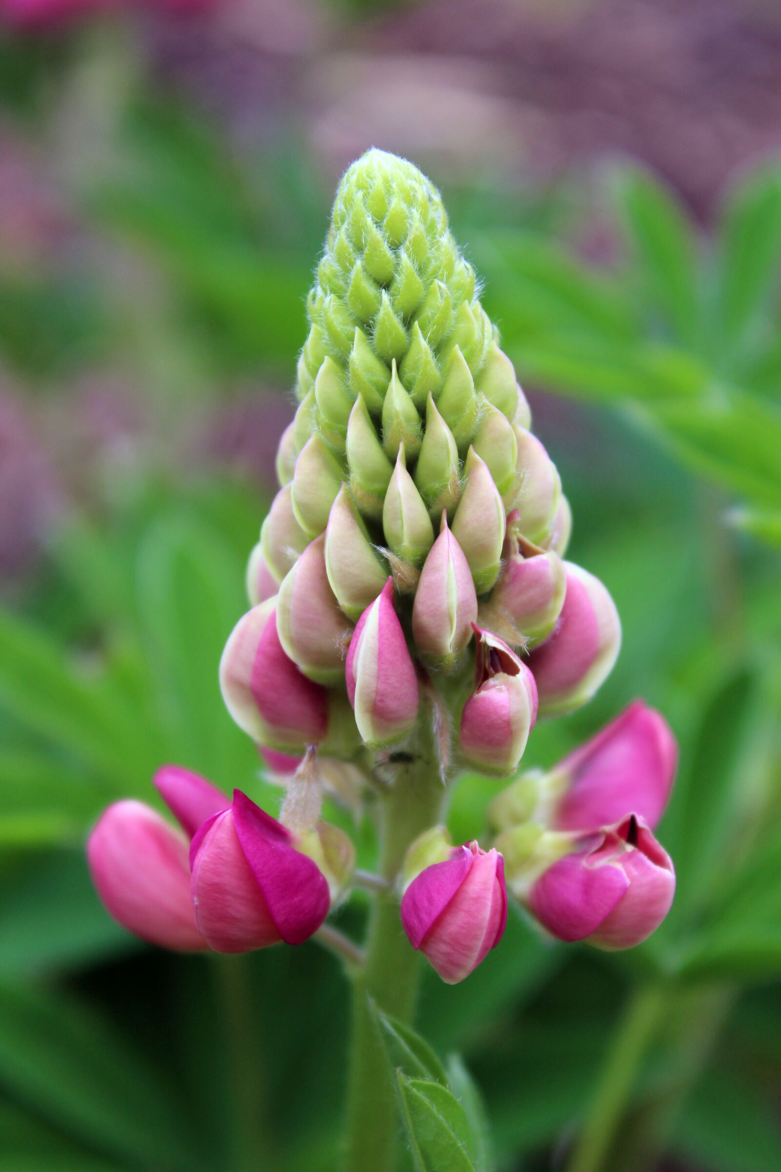 Canon EOS 1300D (EOS Rebel T6 / EOS Kiss X80) sample photo. Lupine, flower, violet photography