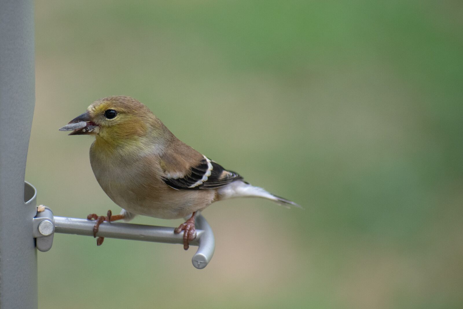 Nikon D3400 sample photo. Nature, bird, wildlife photography