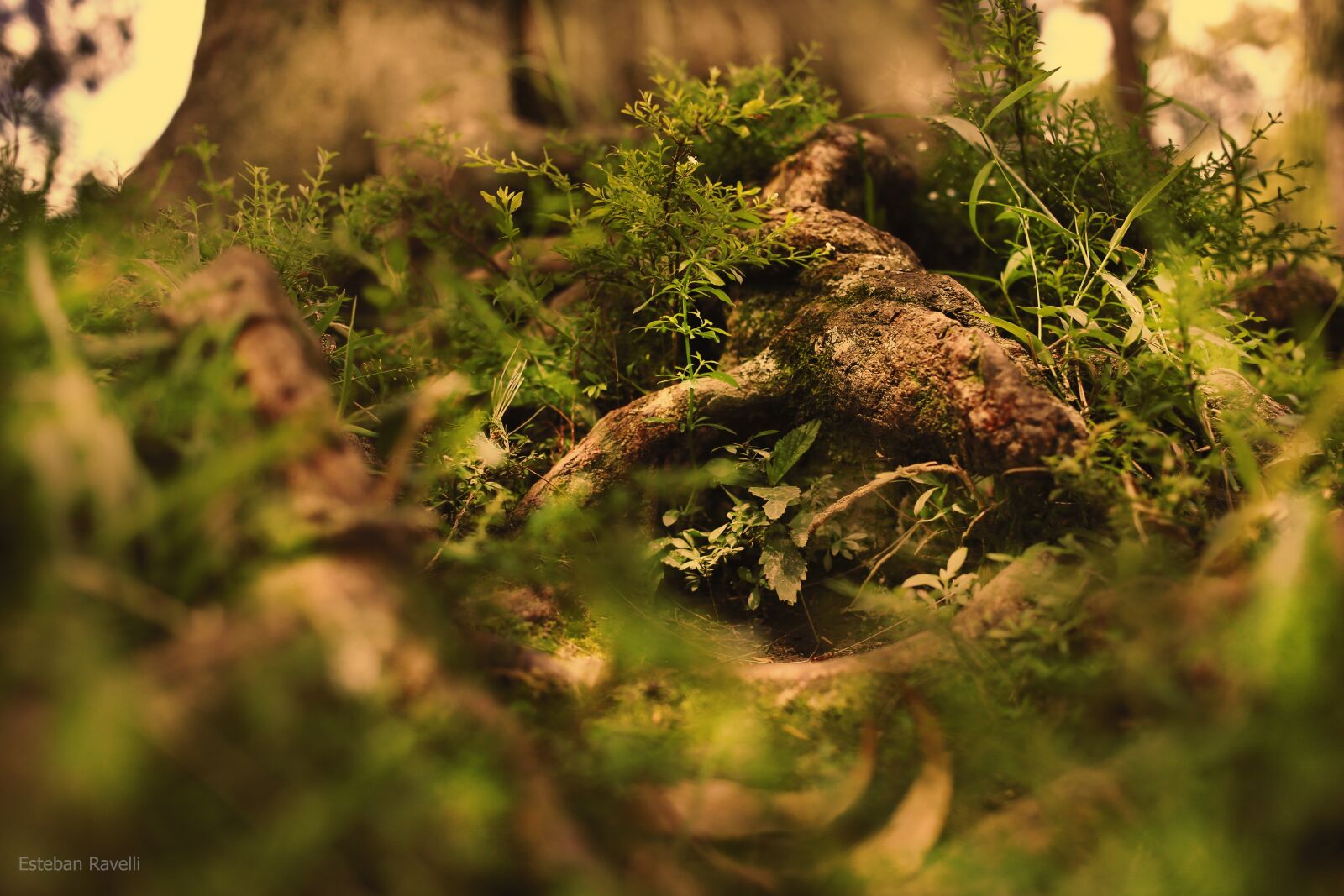 Canon EOS 6D sample photo. Natale, green, tree photography