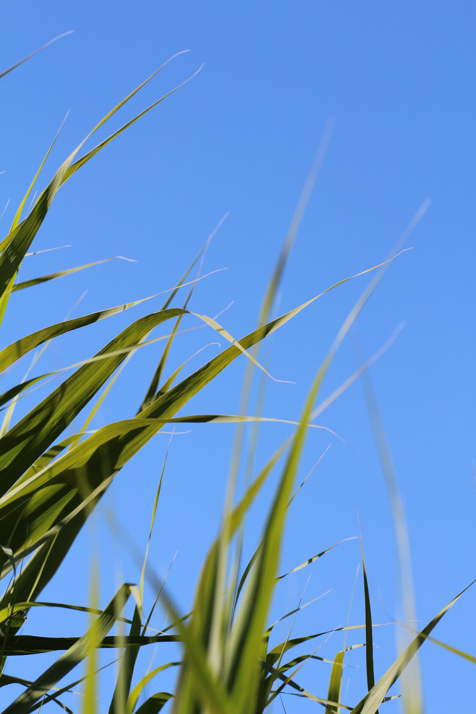 Canon EOS 650D (EOS Rebel T4i / EOS Kiss X6i) sample photo. Grass, leaves, meadow photography