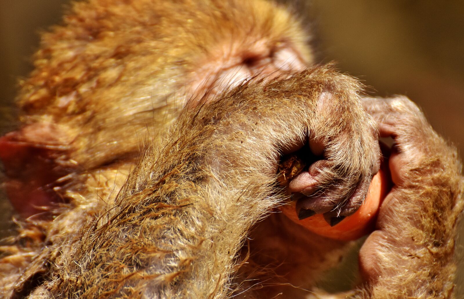 Nikon D7200 sample photo. Barbary ape, young, cute photography