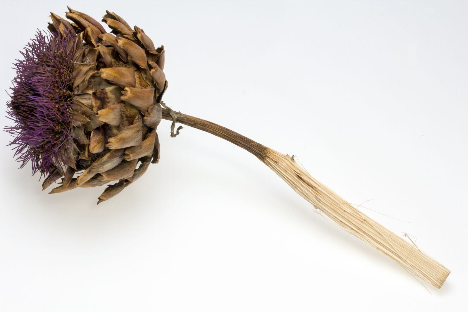 Canon EF-S 60mm F2.8 Macro USM sample photo. Thistle, thistle flower, dried photography