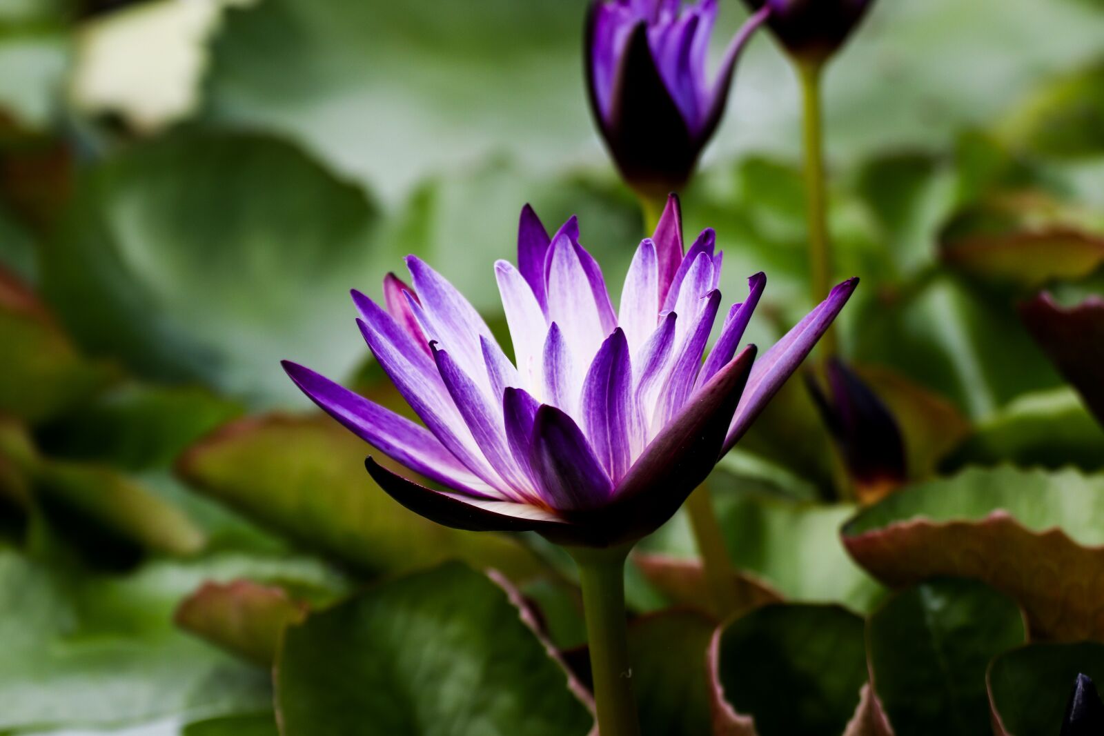 Canon EOS 800D (EOS Rebel T7i / EOS Kiss X9i) sample photo. Water lily, purple, flower photography