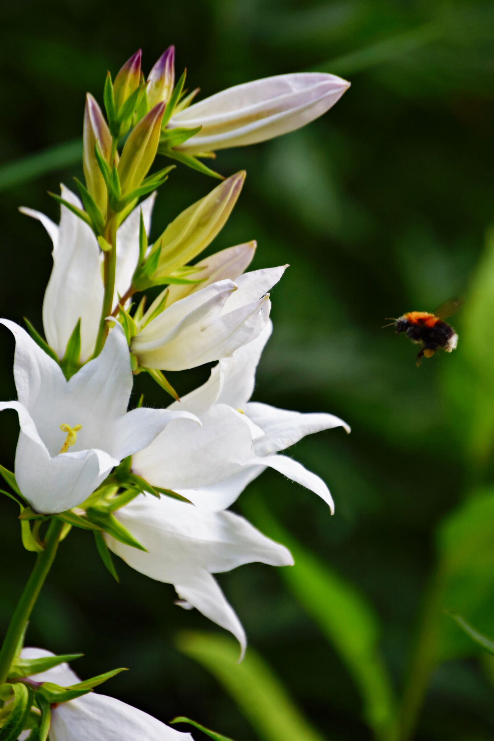 Nikon D5300 sample photo. Bee, flower, summer photography
