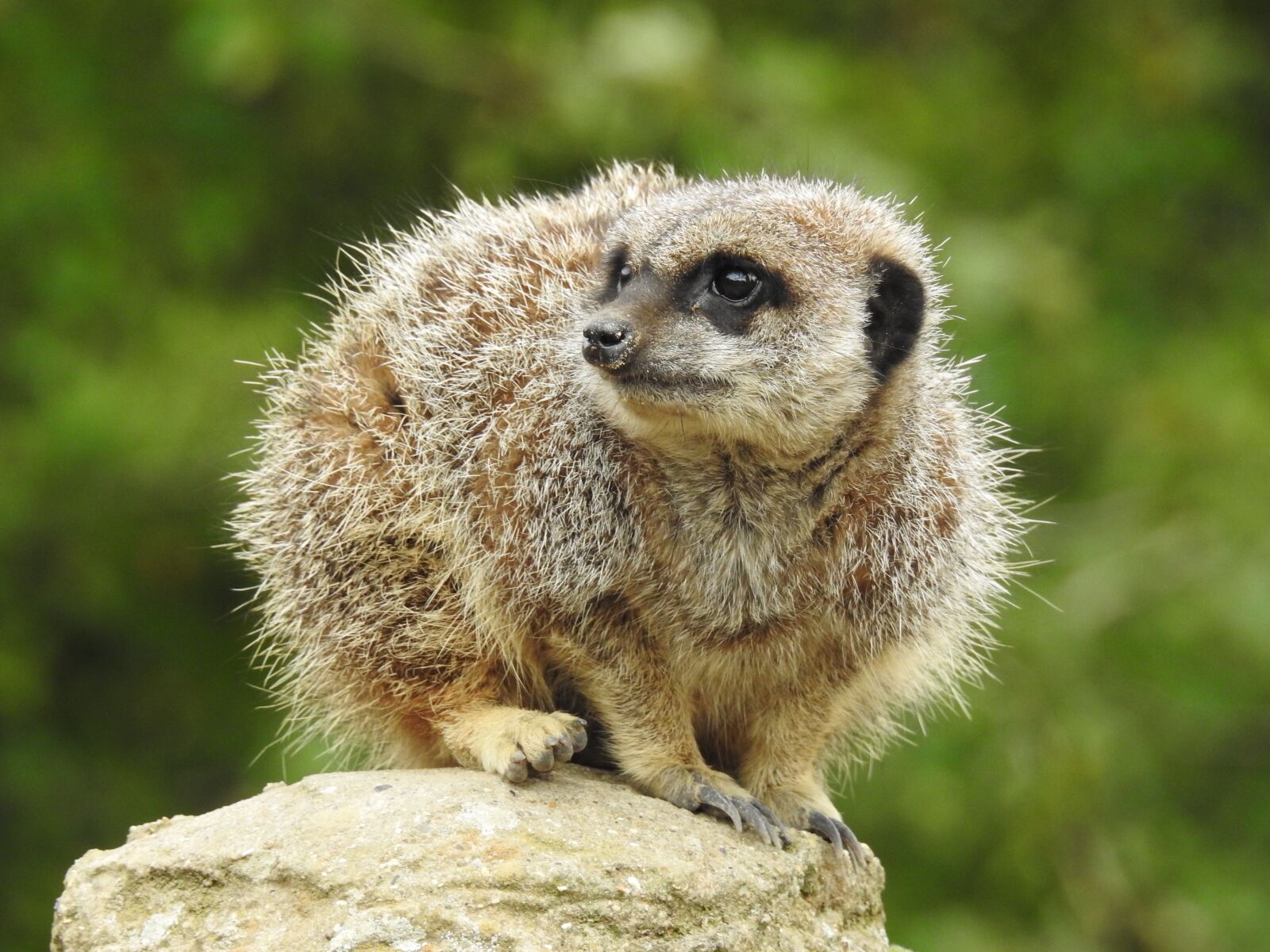 Nikon Coolpix P900 sample photo. Meerkat, animal, mammal photography