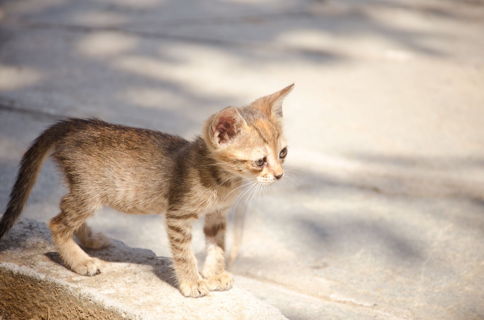 Nikon D7000 sample photo. Cat, baby, kitten photography