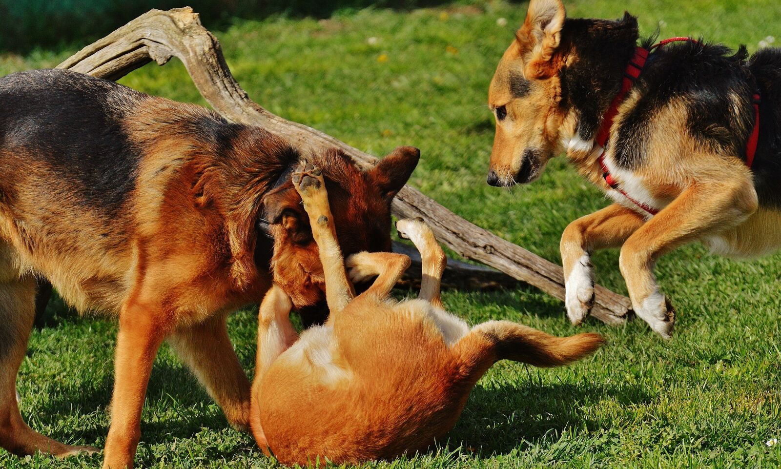 Nikon D3200 sample photo. Dogs, fur, play photography