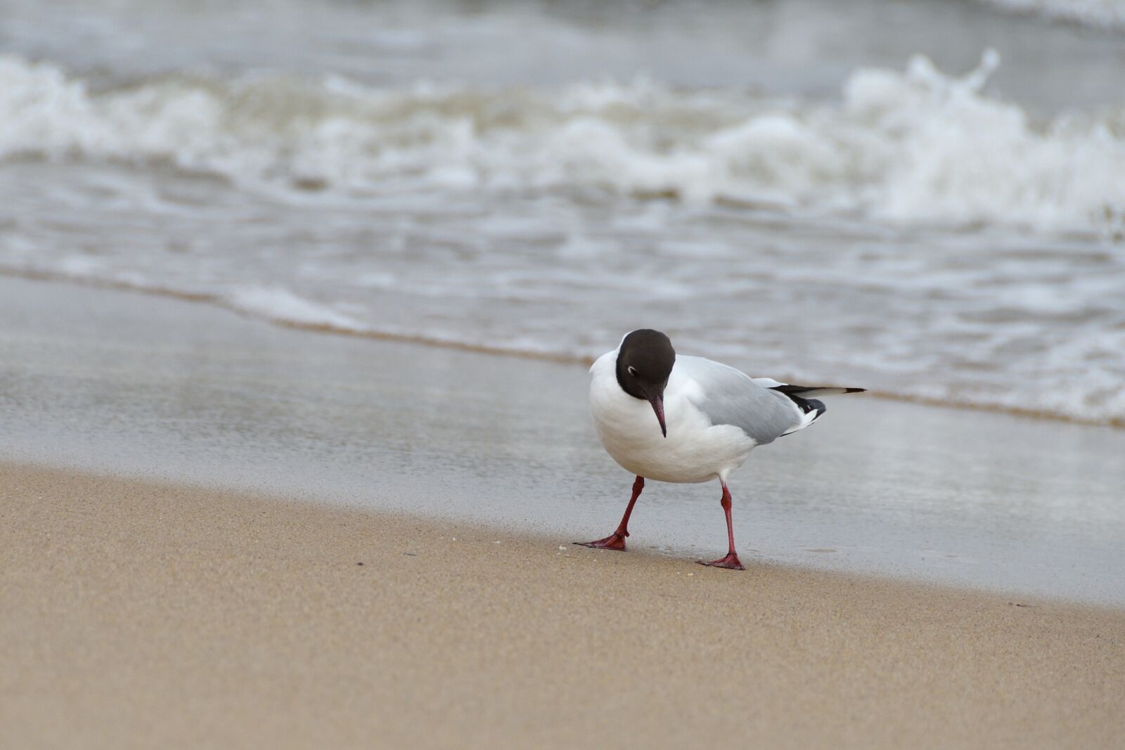Nikon D500 sample photo. Seagull, the seagulls, sea photography
