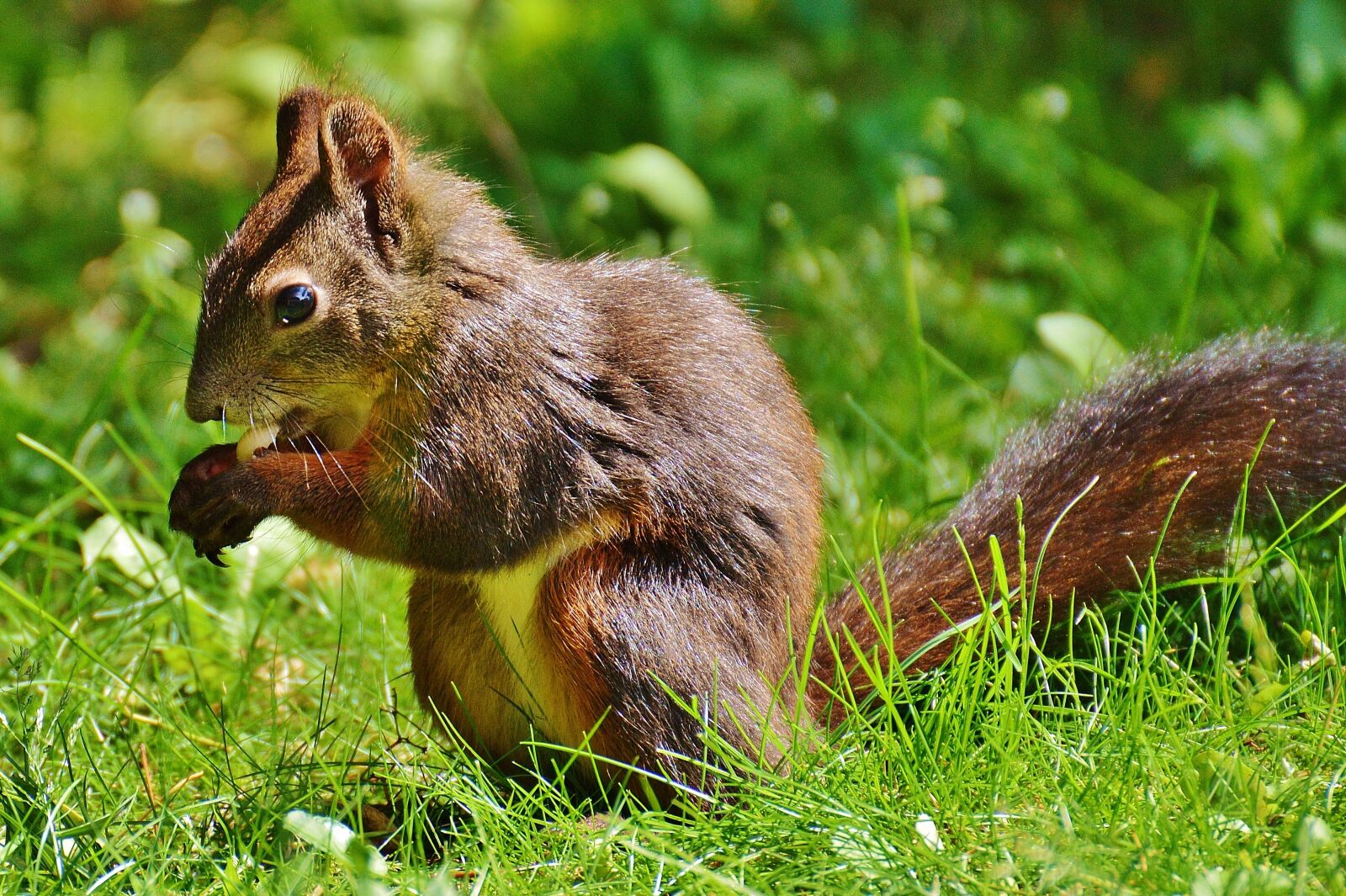 Nikon D3200 sample photo. Squirrel, nager, cute photography
