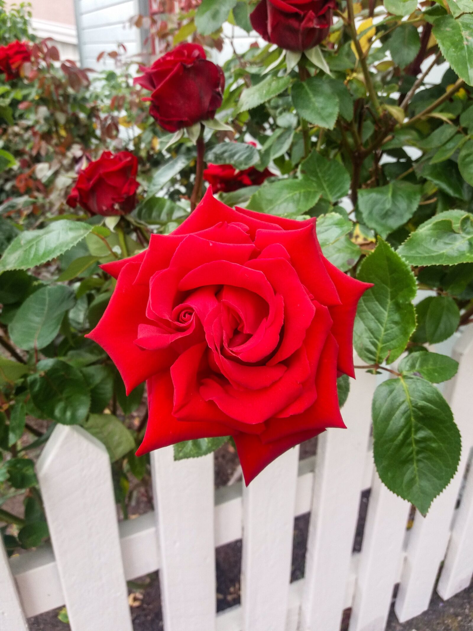 Samsung SM-J500FN sample photo. Roses, rose, red photography